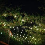 Exotic, Lush Tall Bamboo Garden in Courtyard, Outdoor String Market Lights | Downtown St. Pete Unique Wedding Venue NOVA 535